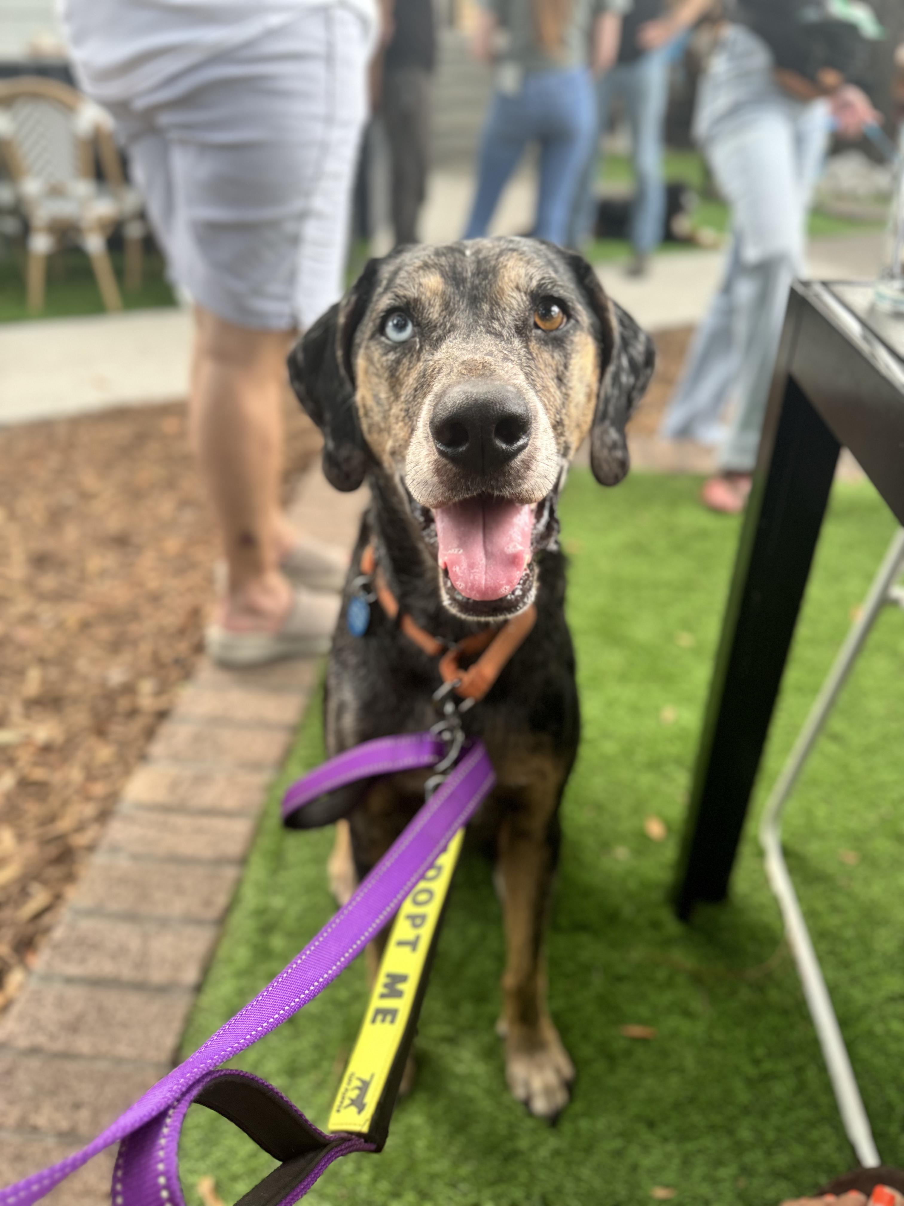 River, a Adoptable Catahoula Leopard Dog in charleston, SC image 5/6