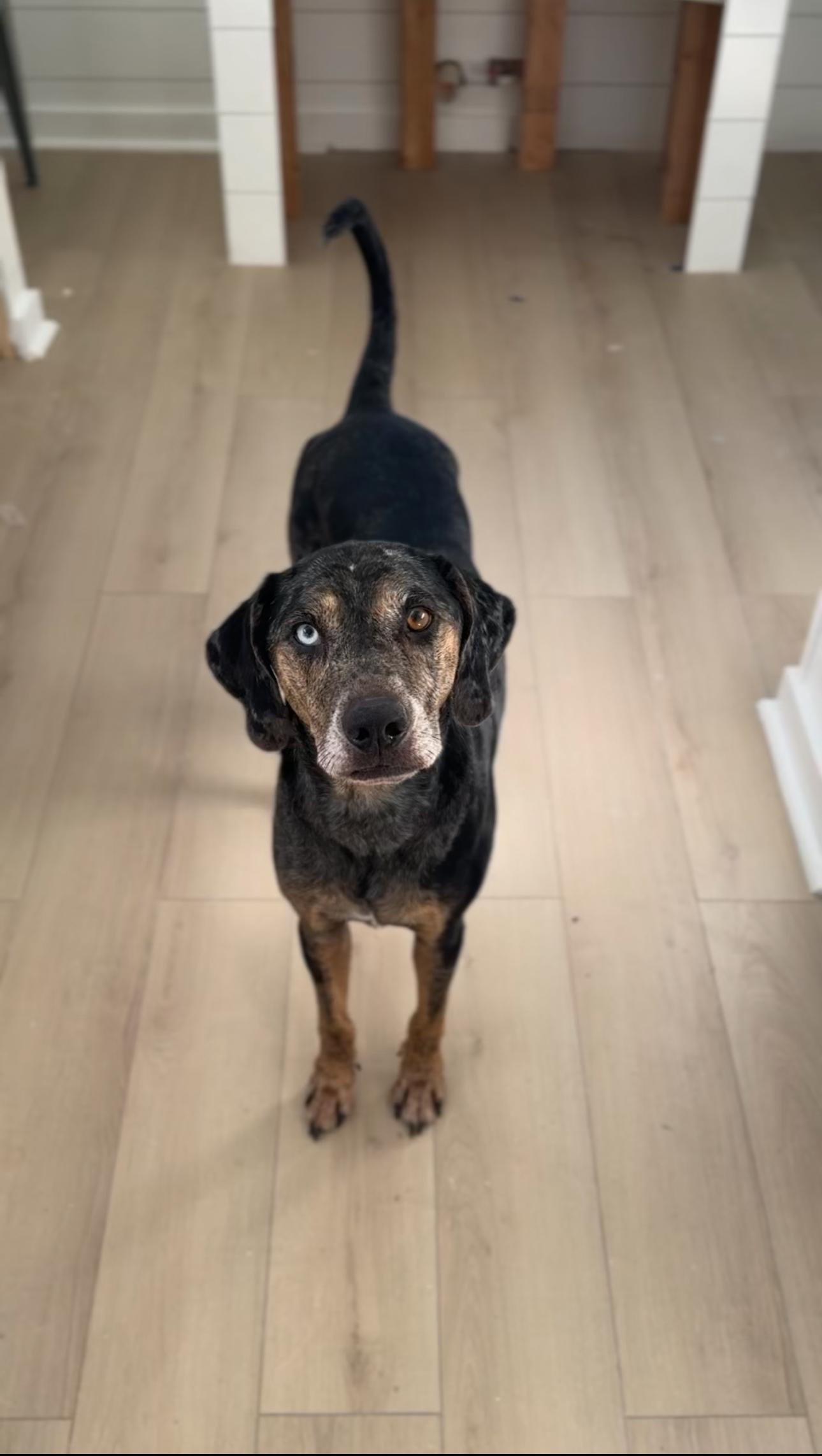 River, a Adoptable Catahoula Leopard Dog in charleston, SC image 3/6