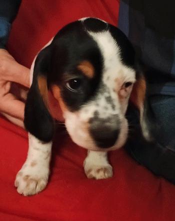 Pearl, Adoptable, Puppy Female Beagle.