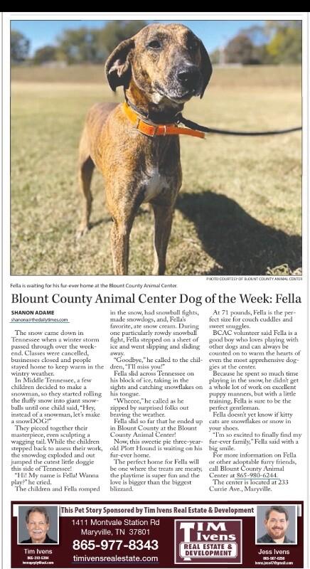 Fella, Adoptable, Adult Male Plott Hound.