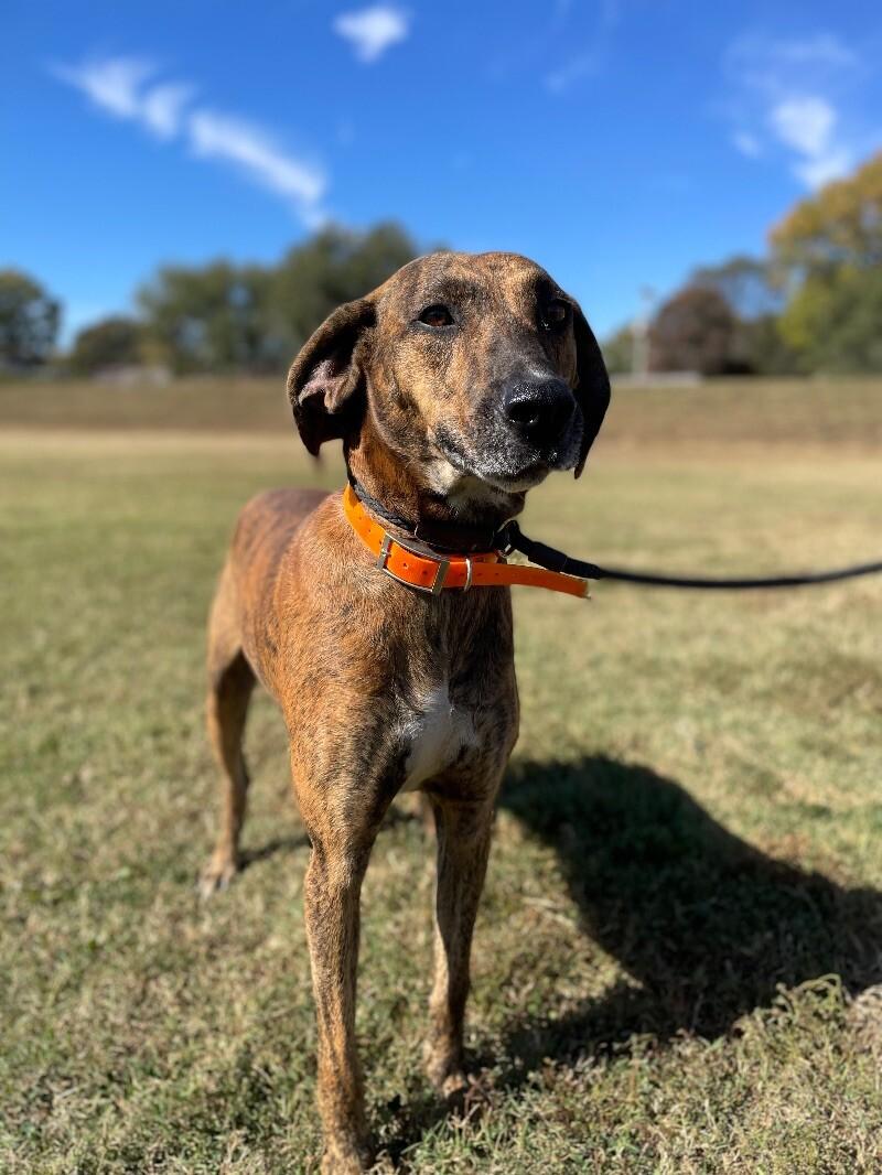 Fella, a Adoptable Plott Hound in Maryville, TN image 1/6