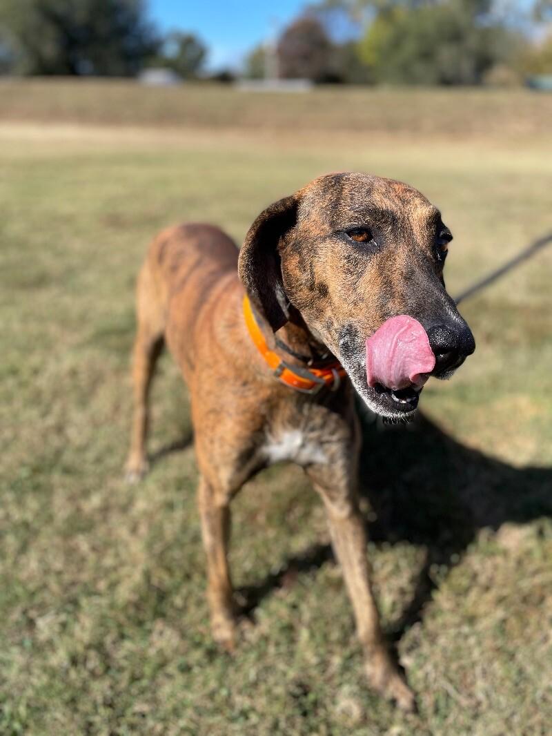 Fella, a Adoptable Plott Hound in Maryville, TN image 2/6
