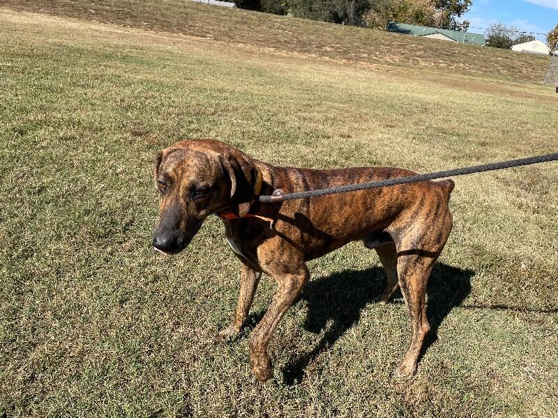 Enlarge Fella, a Adoptable Plott Hound in Maryville, TN image 4/6