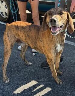Enlarge Fella, a Adoptable Plott Hound in Maryville, TN image 5/6