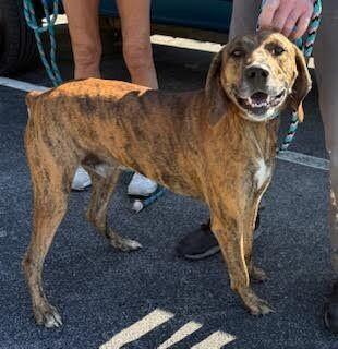 Fella, a Adoptable Plott Hound in Maryville, TN image 3/6