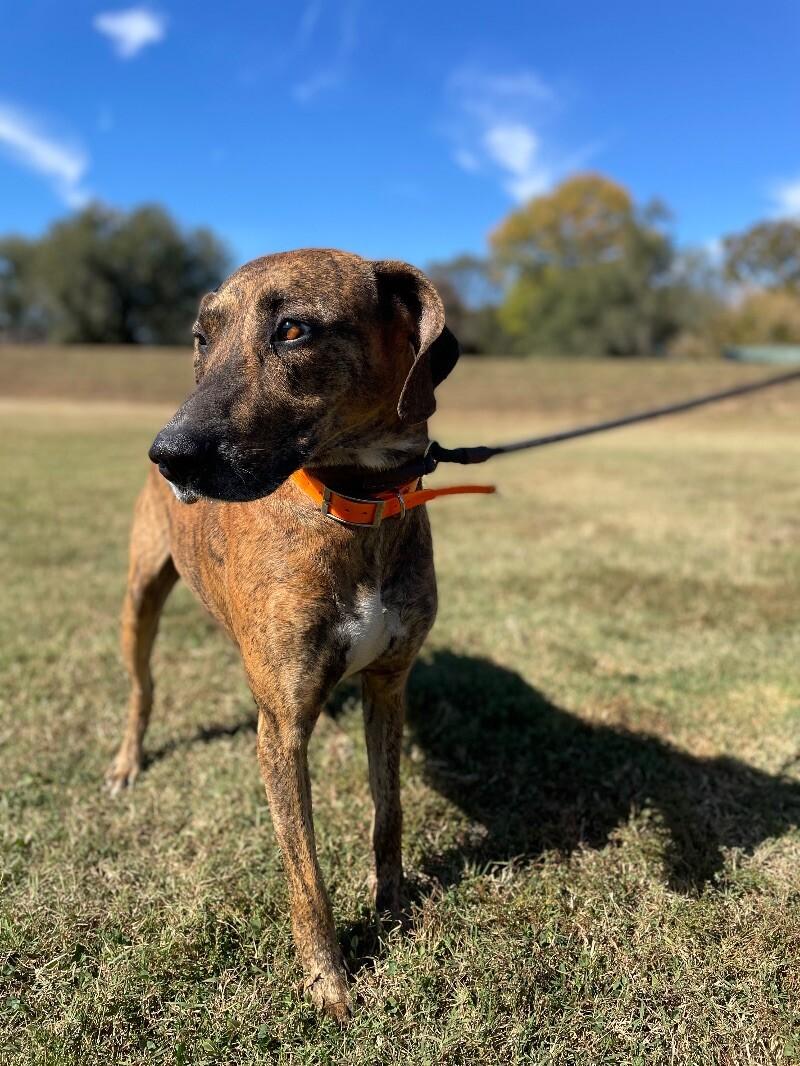 Fella, a Adoptable Plott Hound in Maryville, TN image 4/6