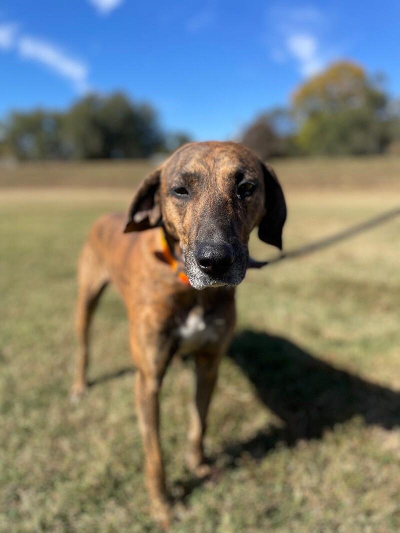 Fella, a Adoptable Plott Hound in Maryville, TN image 5/6