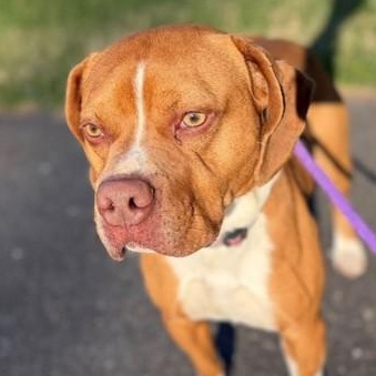 Itachi (ID 47032/1362), adoptable, Young Male American Bully & Beagle.