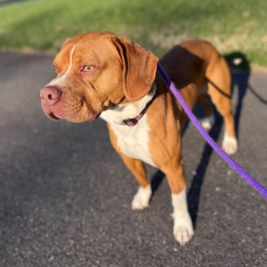 Enlarge Itachi (ID 47032/1362), an adoptable mixed breed in Manassas, VA image 2/2