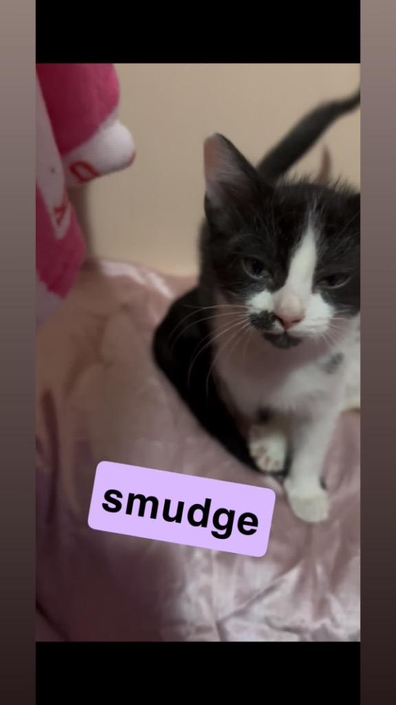 Enlarge Smudge, a Adoptable mixed breed in Johnson City, TN image 1/6