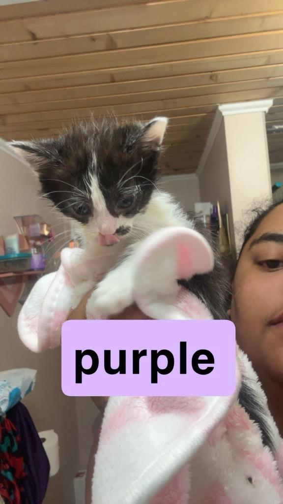 Enlarge Smudge, a Adoptable mixed breed in Johnson City, TN image 2/6