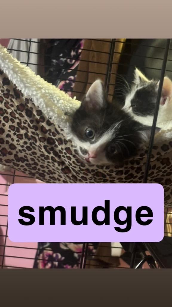 Enlarge Smudge, a Adoptable mixed breed in Johnson City, TN image 3/6