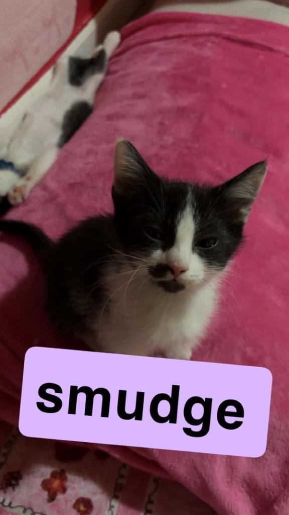 Enlarge Smudge, a Adoptable mixed breed in Johnson City, TN image 4/6