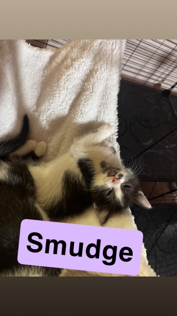 Enlarge Smudge, a Adoptable mixed breed in Johnson City, TN image 5/6