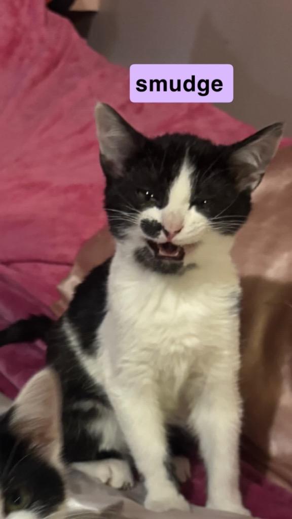 Enlarge Smudge, a Adoptable mixed breed in Johnson City, TN image 6/6