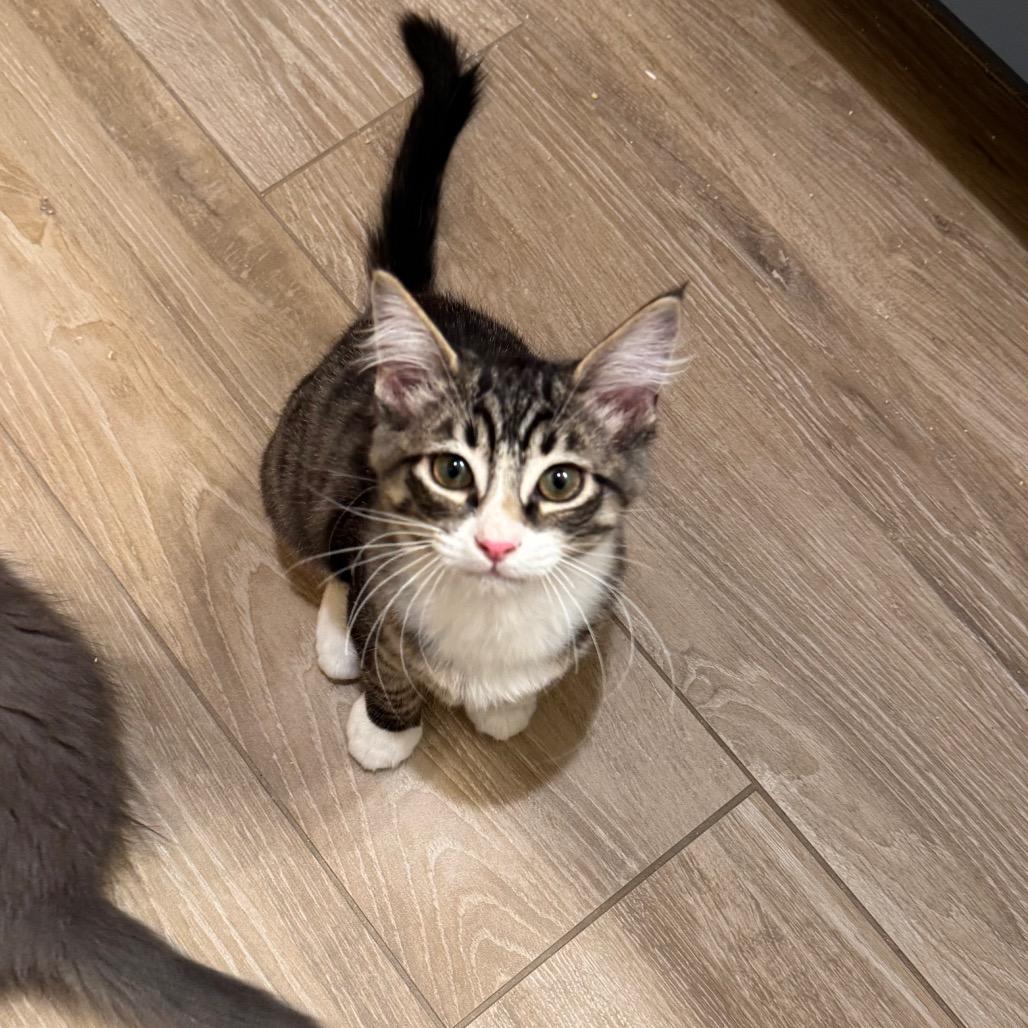 Baby, Adoptable, Kitten Male Domestic Medium Hair.