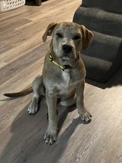 Enlarge Lugnut, an adopted mixed breed in Longwood, FL image 1/6