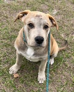 Enlarge Lugnut, an adopted mixed breed in Longwood, FL image 5/6