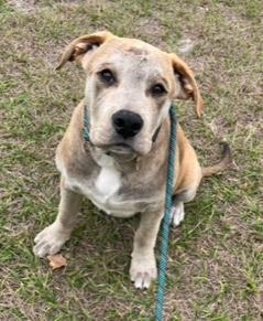 Enlarge Lugnut, an adopted mixed breed in Longwood, FL image 4/6