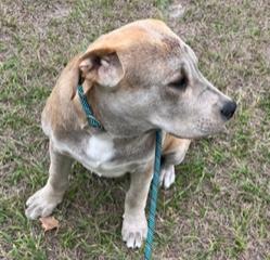 Enlarge Lugnut, an adopted mixed breed in Longwood, FL image 3/6