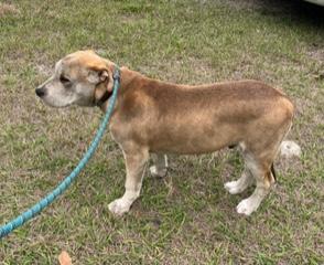 Enlarge Lugnut, an adopted mixed breed in Longwood, FL image 6/6