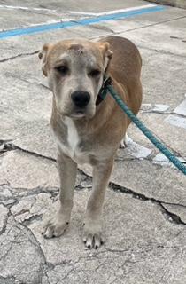 Enlarge Lugnut, an adopted mixed breed in Longwood, FL image 2/6