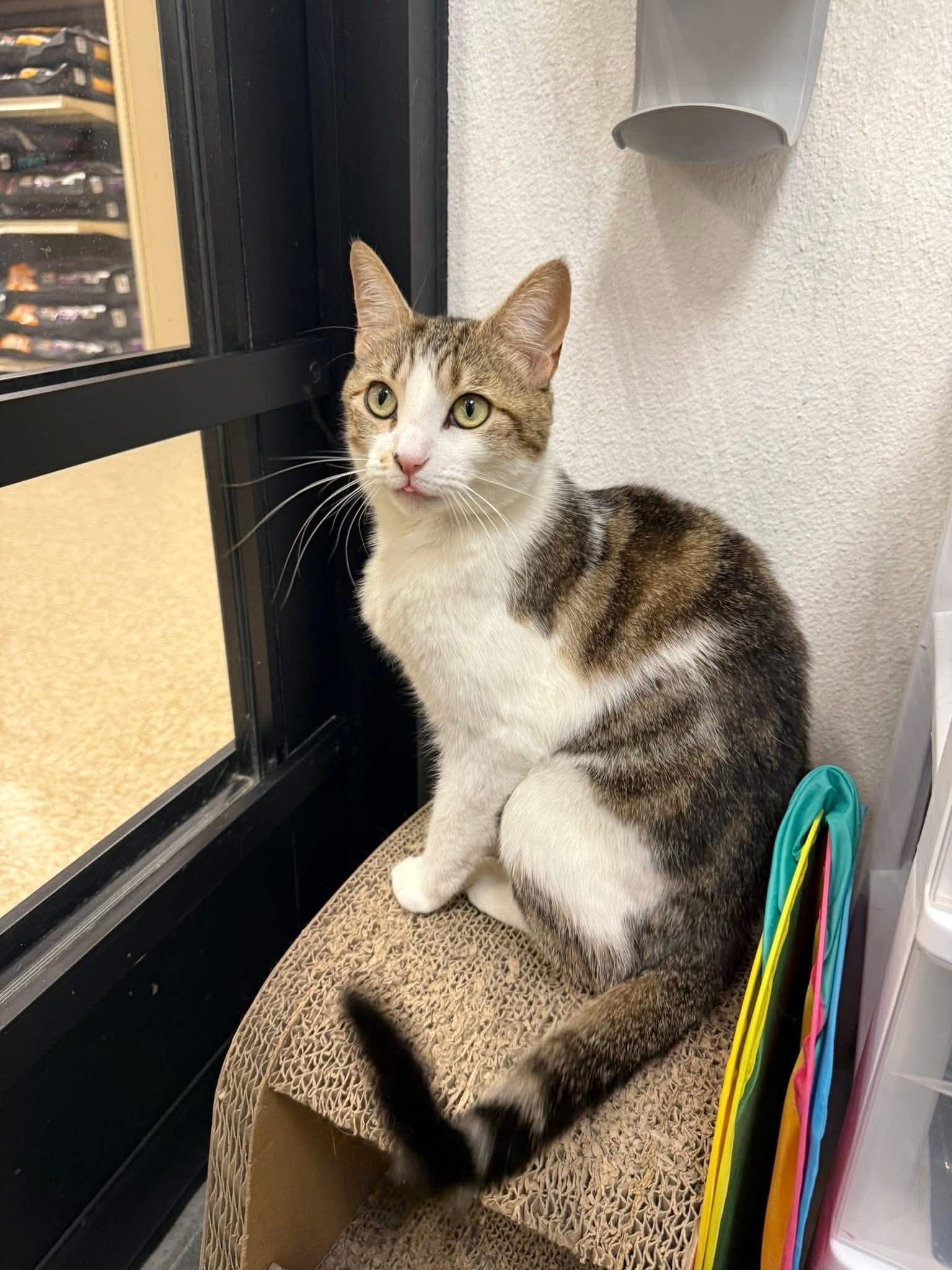 Nessie, Adoptable, Young Female Domestic Short Hair.
