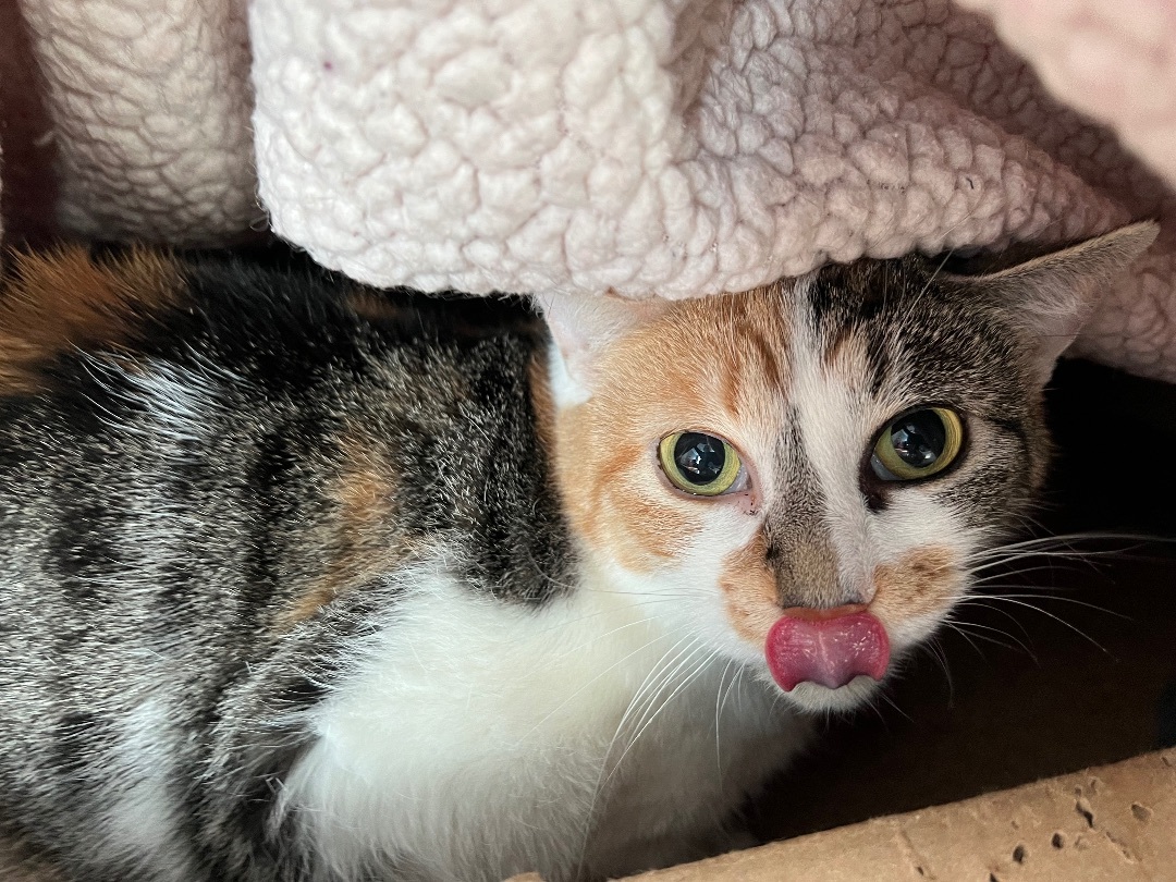 Biscuit