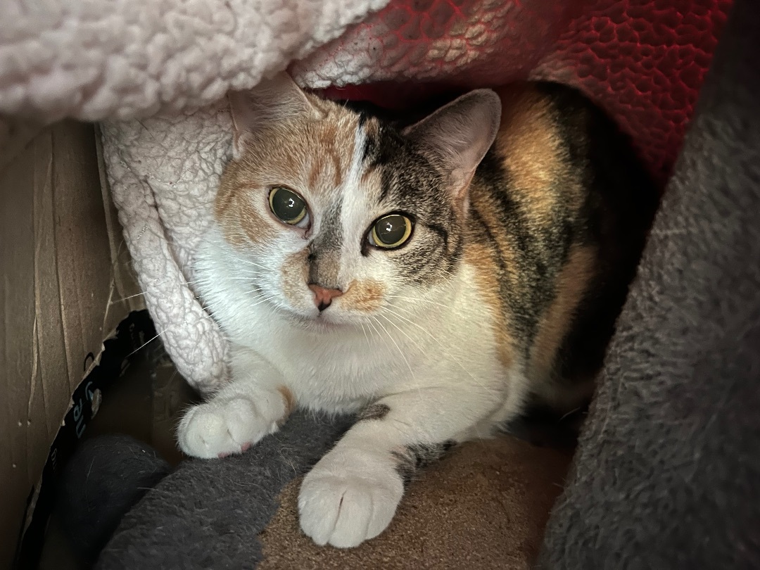 Biscuit