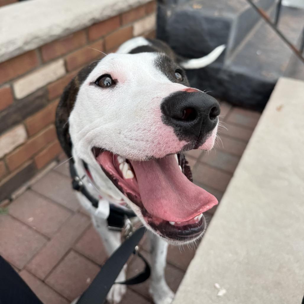Enlarge Bella Swan, a Adoptable mixed breed in Jersey City, NJ image 1/3