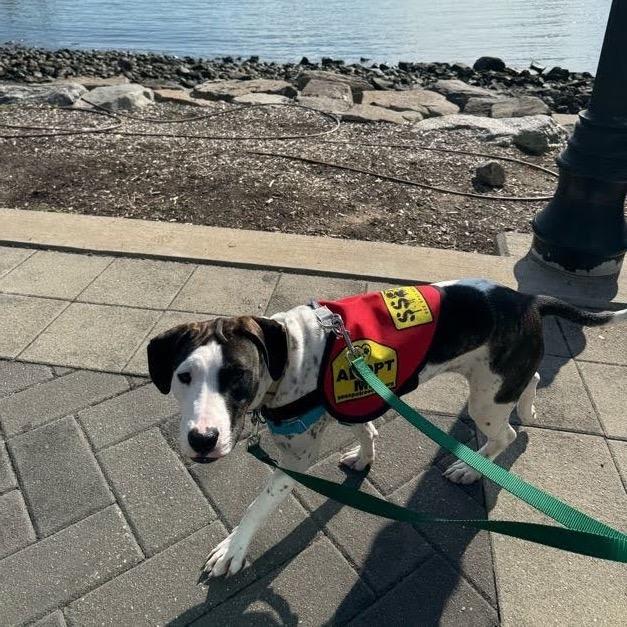 Enlarge Bella Swan, a Adoptable mixed breed in Jersey City, NJ image 2/3