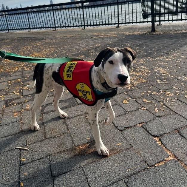 Enlarge Bella Swan, a Adoptable mixed breed in Jersey City, NJ image 3/3