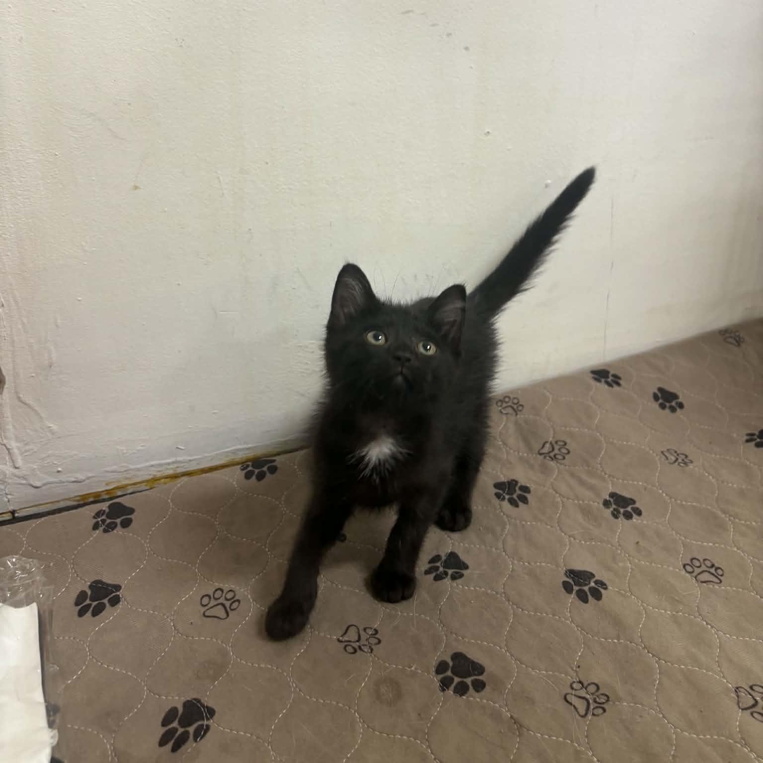 Enlarge Joie, a Adopted Domestic Short Hair in Clairton, PA image 1/1