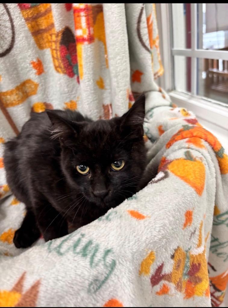 Enlarge Starbuck, a Adoptable mixed breed in Brookings, OR image 1/2