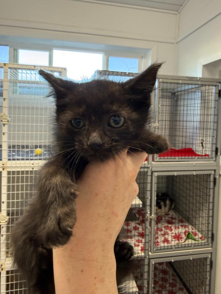 Enlarge Starbuck, a Adoptable mixed breed in Brookings, OR image 2/2