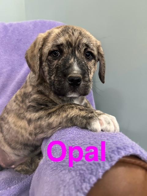 Opal Gem — thumbnail 3