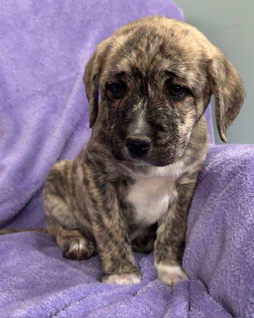 Opal Gem — thumbnail 5