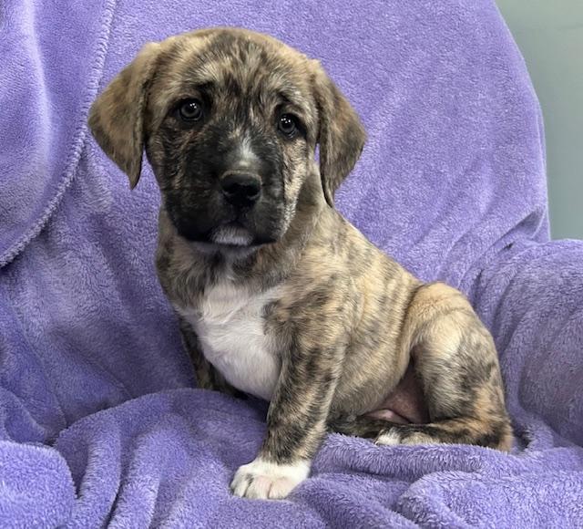 Opal Gem — thumbnail 6