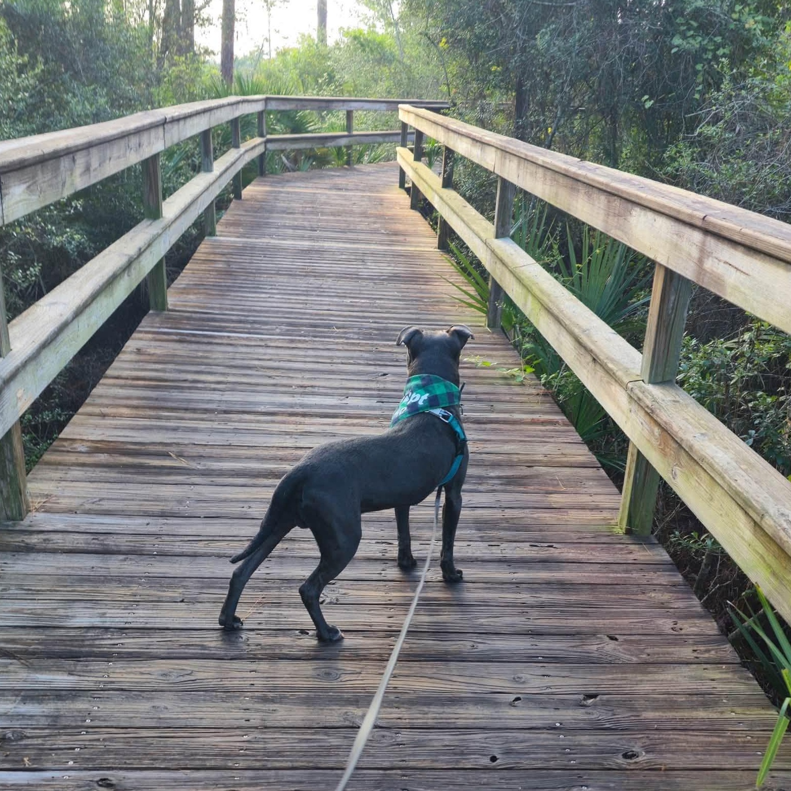 Enlarge Steel, an adoptable mixed breed in St. Augustine, FL image 2/6