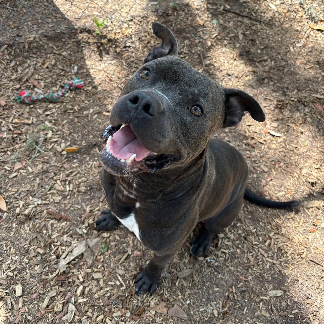 Steel, ADOPTABLE, Adult Male Pit Bull Terrier.