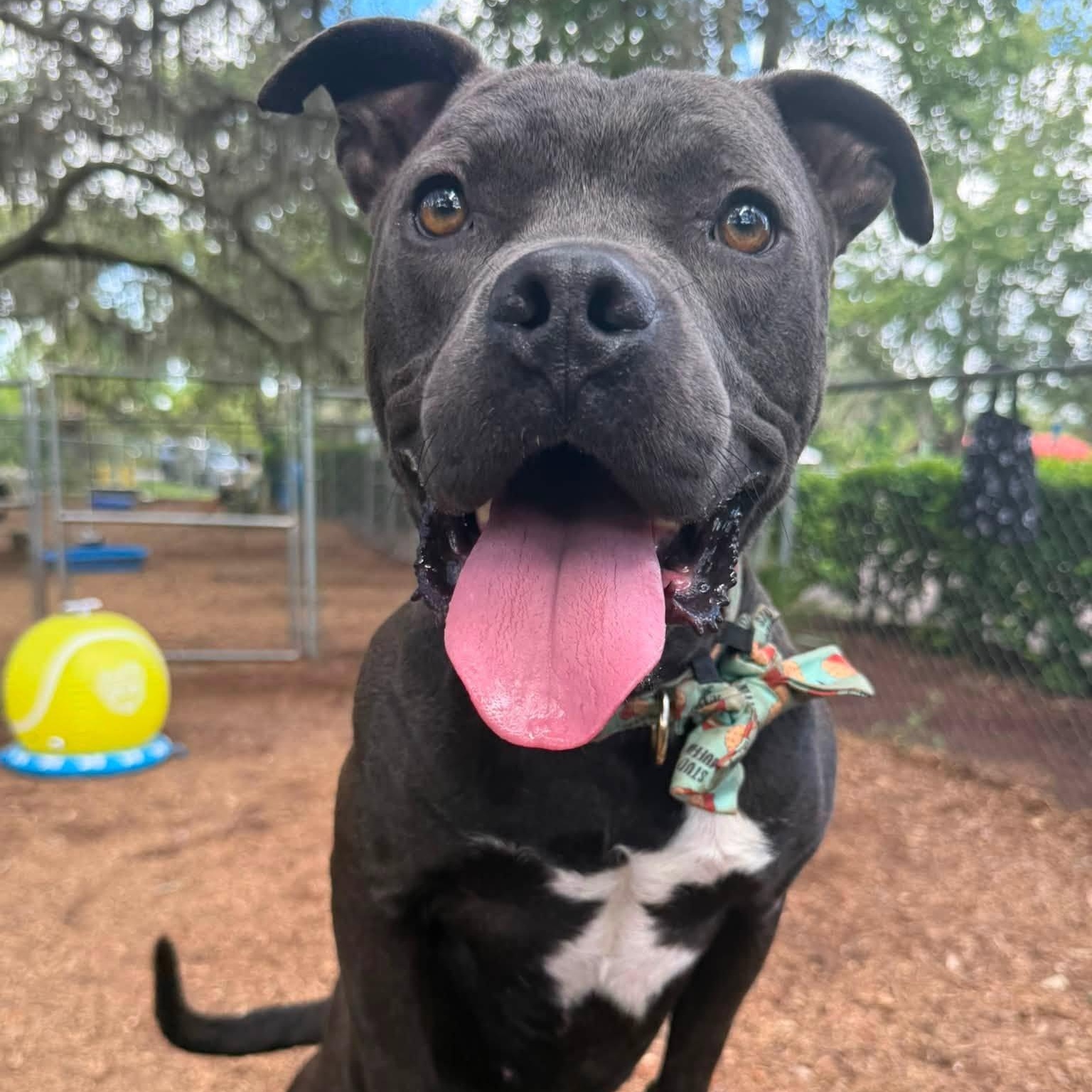 Enlarge Steel, an adoptable mixed breed in St. Augustine, FL image 1/6