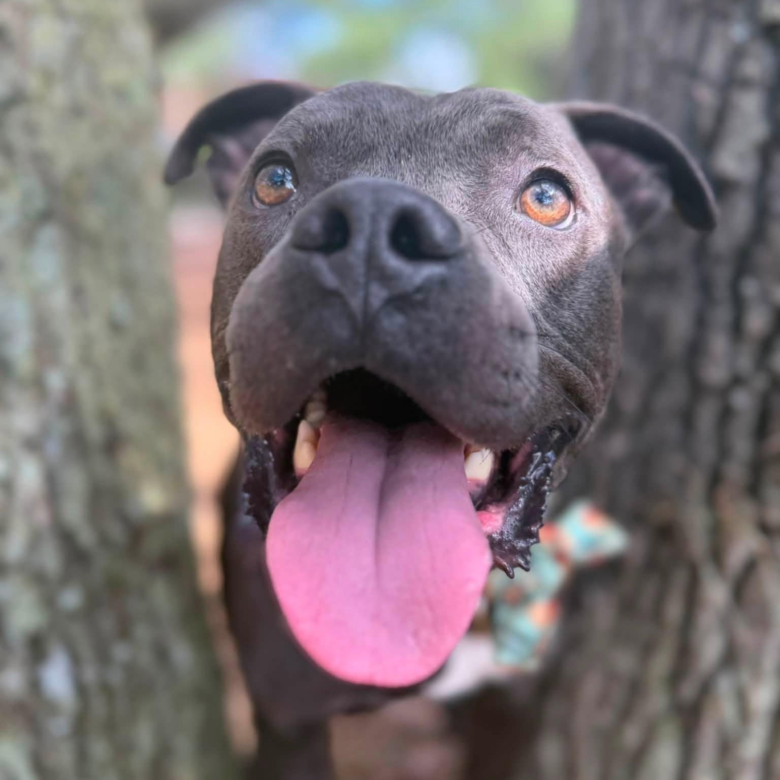 Enlarge Steel, an adoptable mixed breed in St. Augustine, FL image 3/6