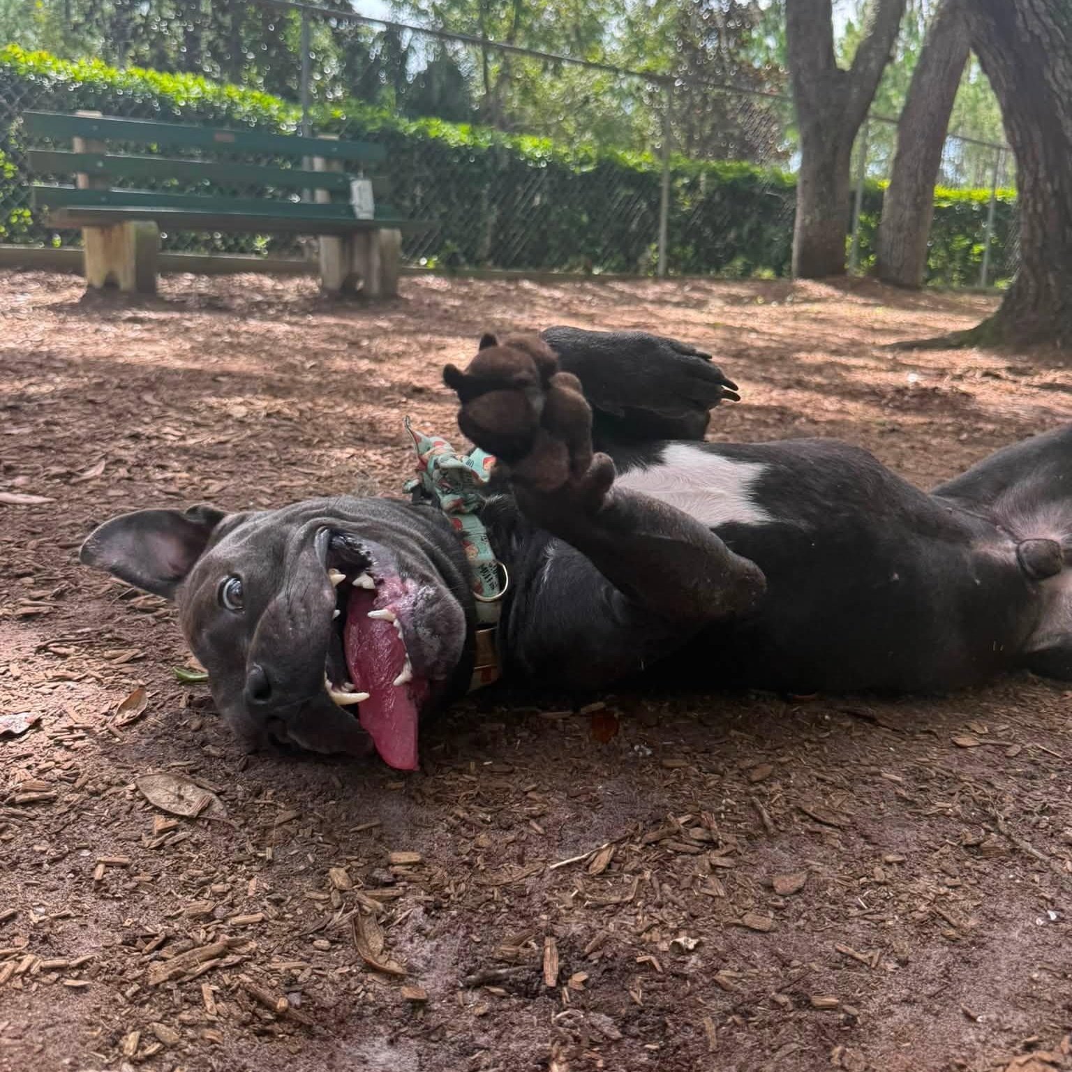 Enlarge Steel, an adoptable mixed breed in St. Augustine, FL image 4/6
