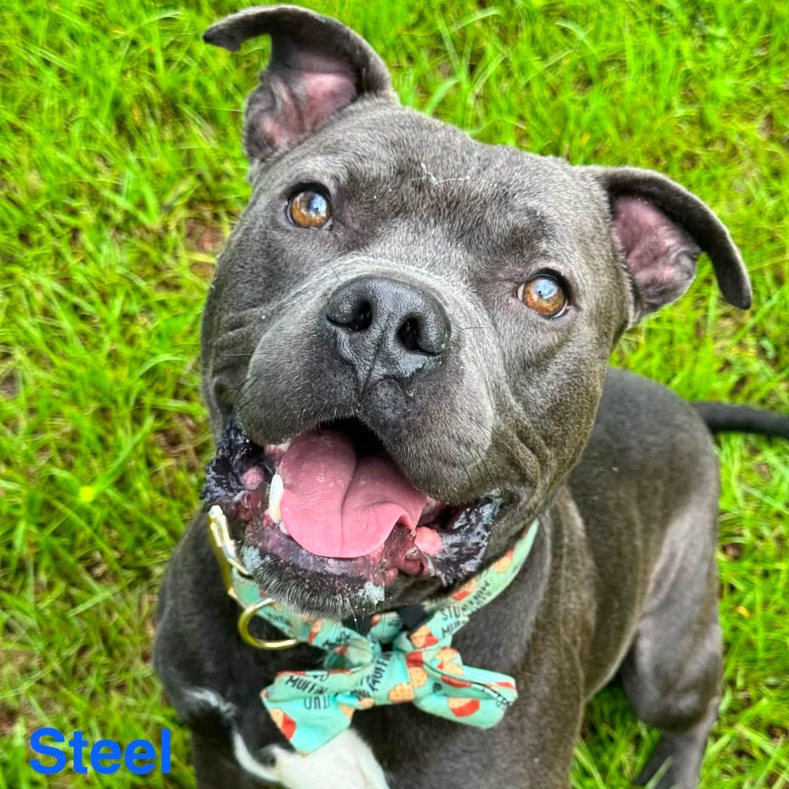 Enlarge Steel, an adoptable mixed breed in St. Augustine, FL image 5/6
