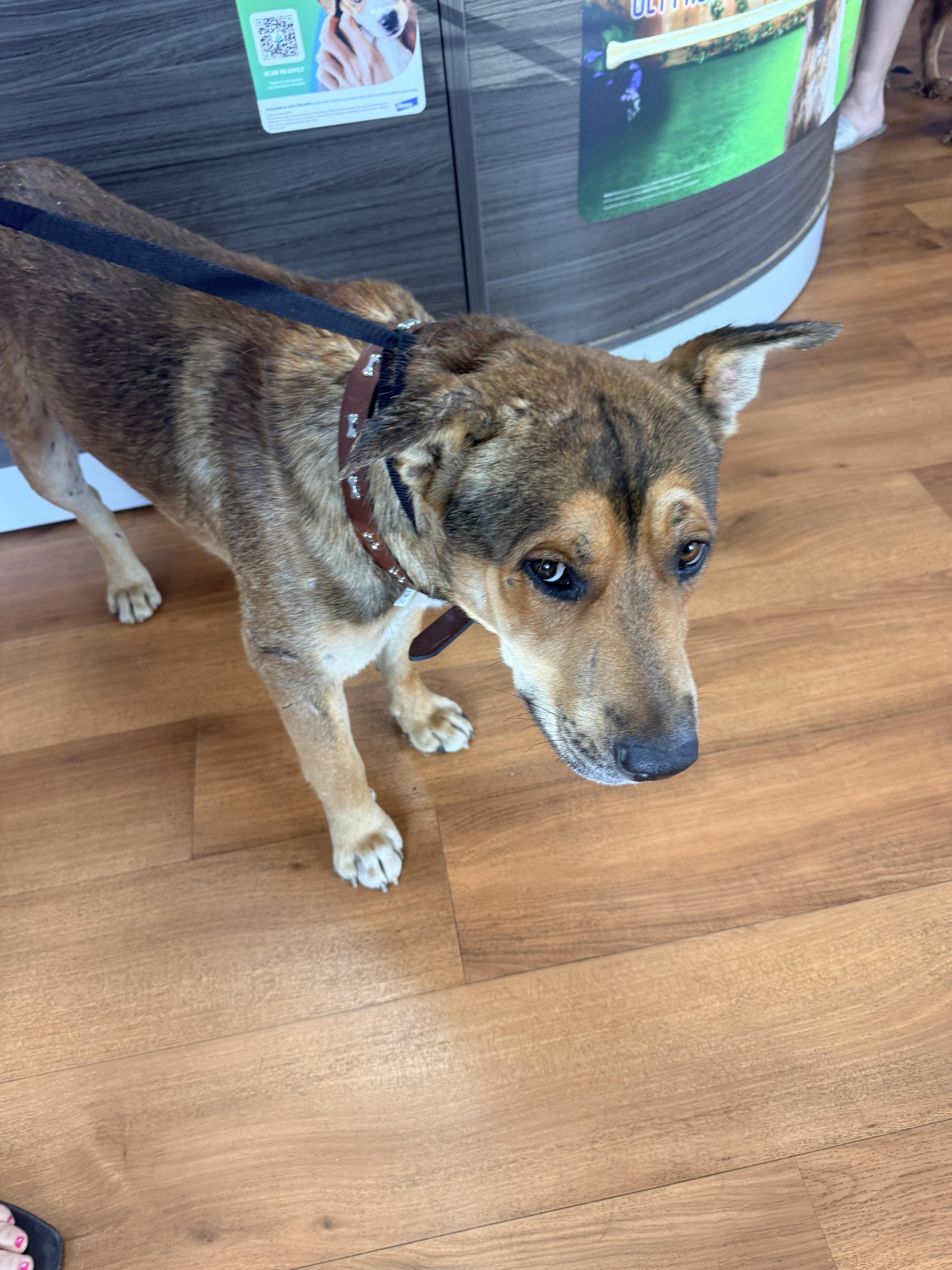 Bruce, a ADOPTABLE Mixed Breed in valley springs, CA image 3/3