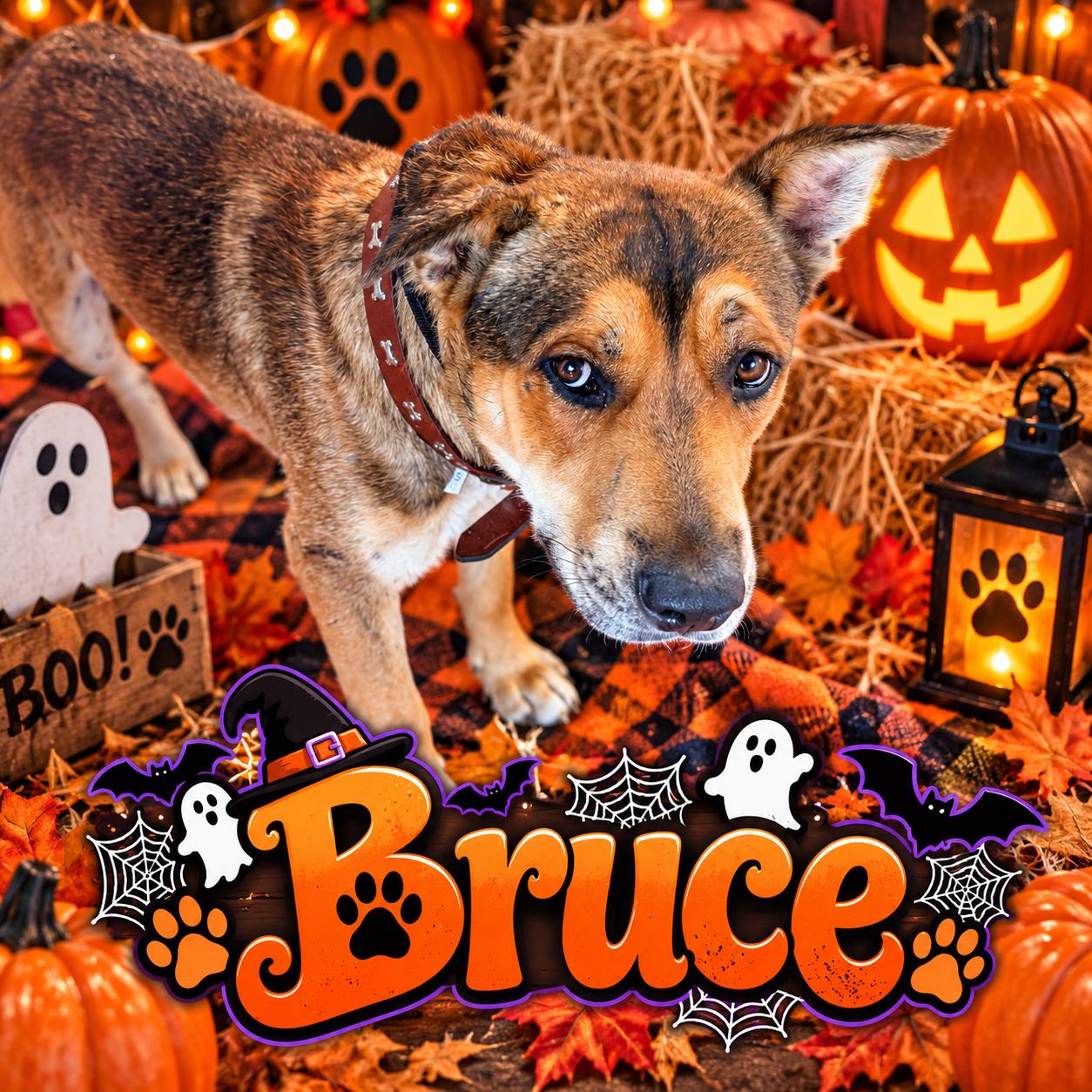 Enlarge Bruce, a Adoptable Mixed Breed in valley springs, CA image 1/4