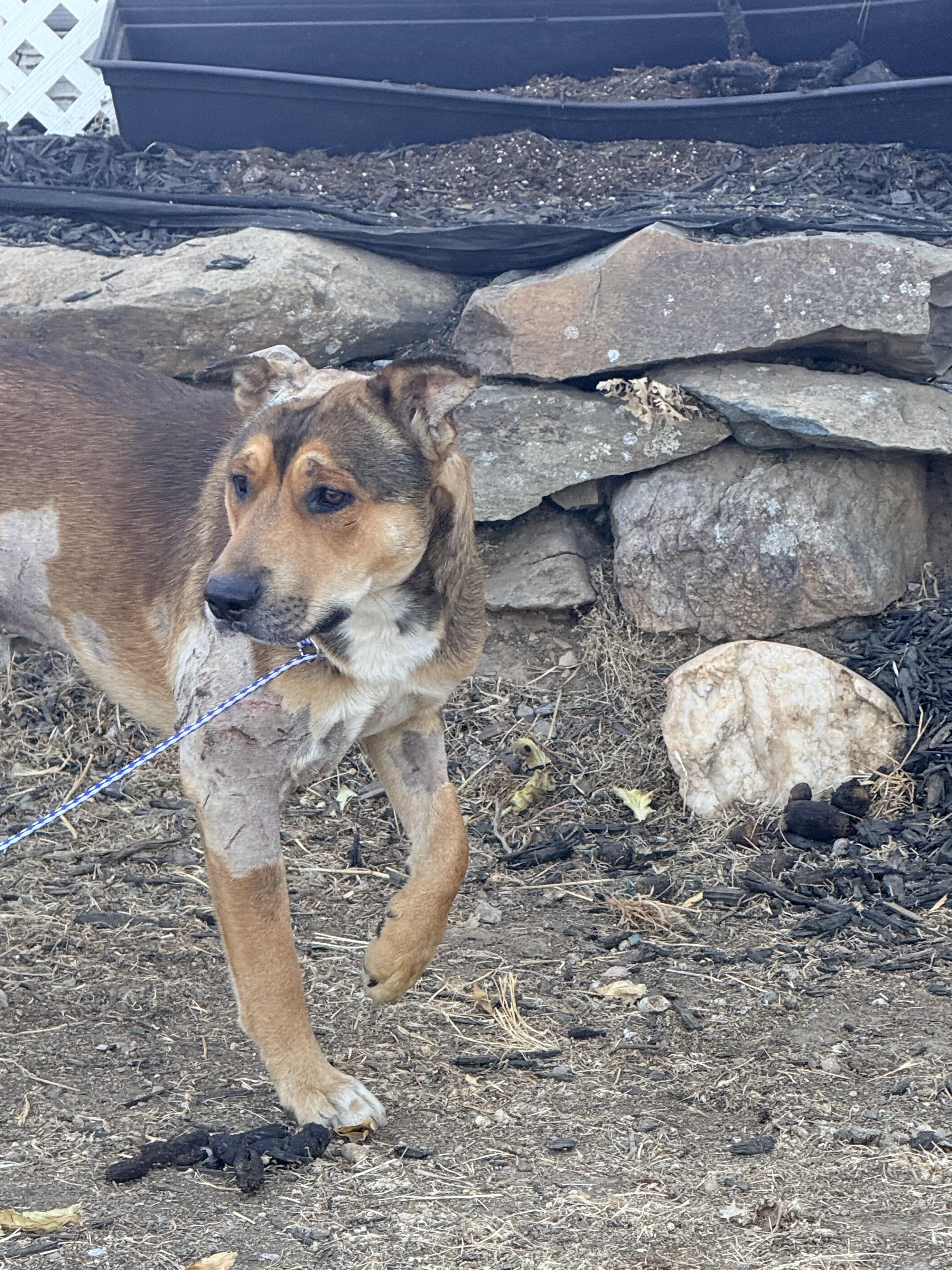 Bruce, ADOPTABLE, Adult Male Mixed Breed.