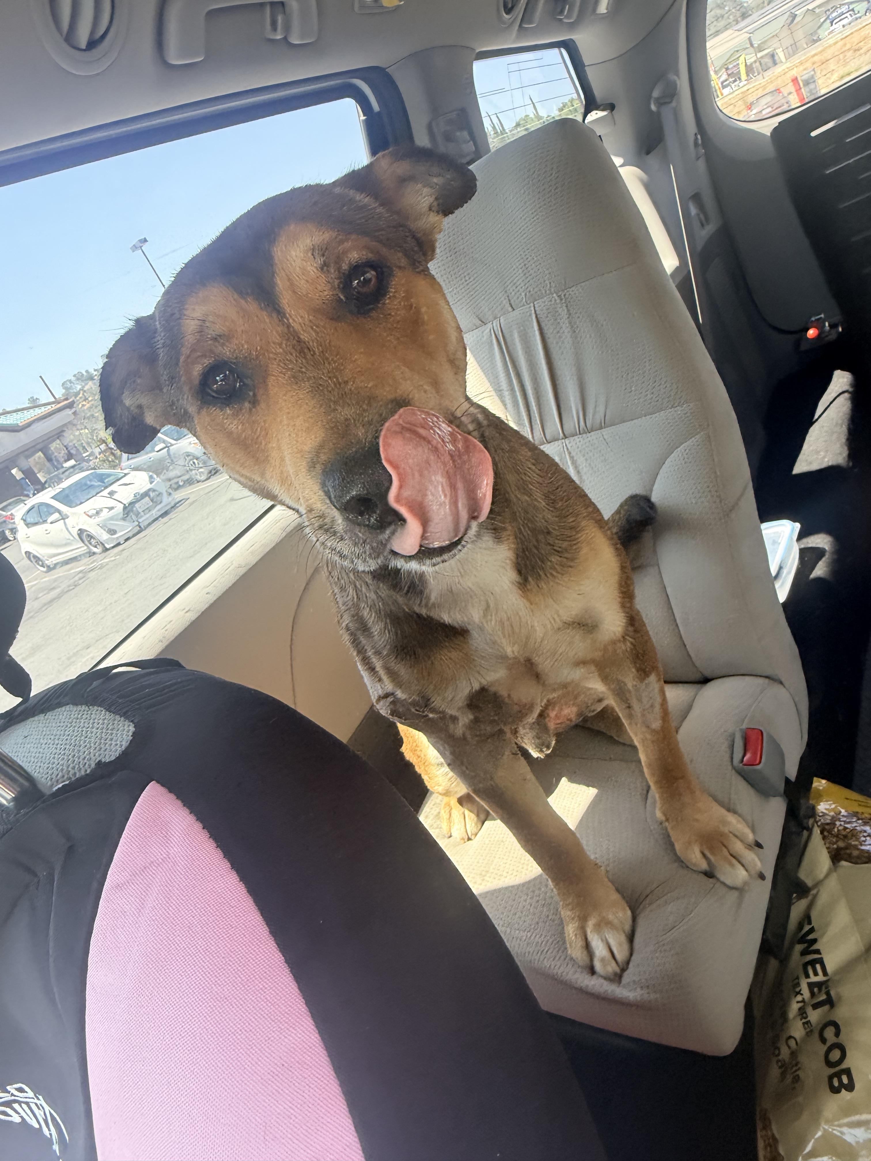 Bruce, a ADOPTABLE Mixed Breed in valley springs, CA image 2/3