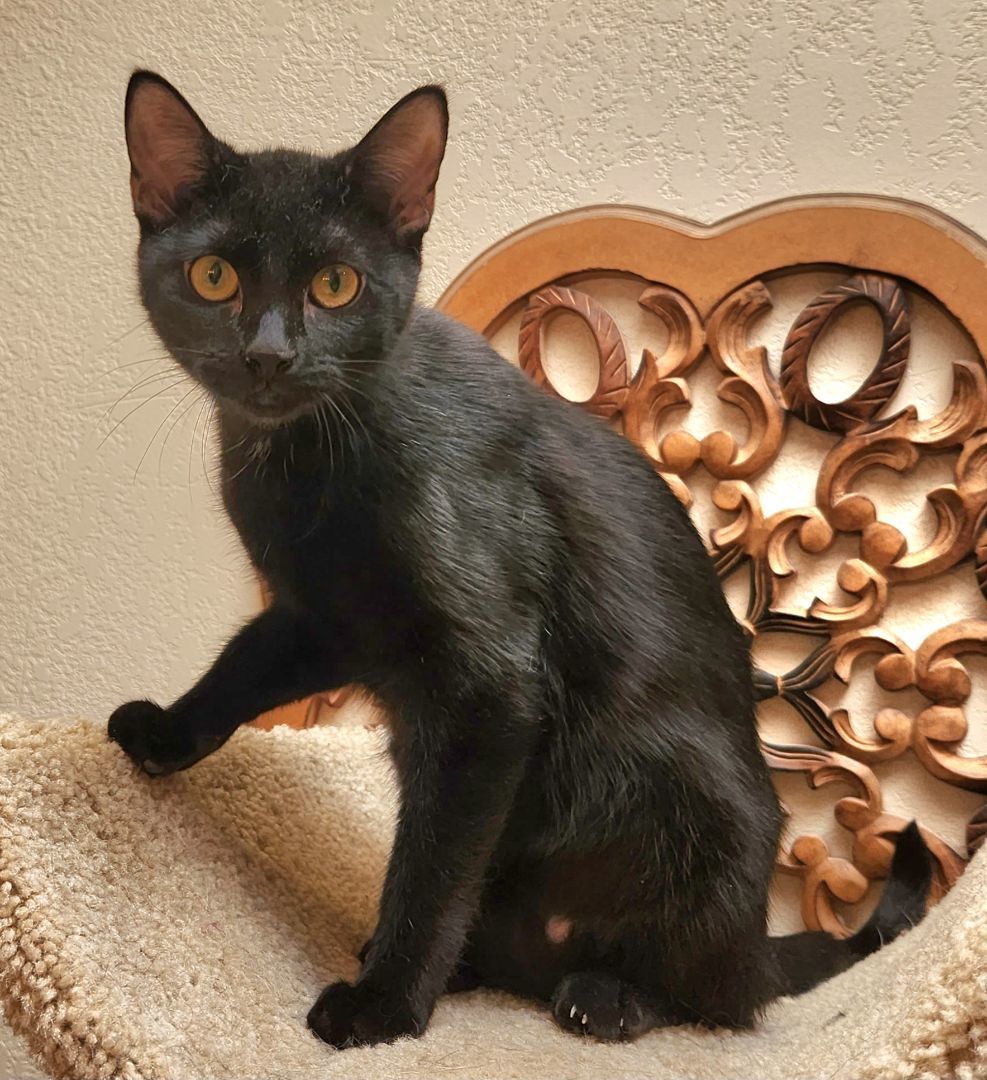 Silas, Adoptable, Young Male Domestic Short Hair.