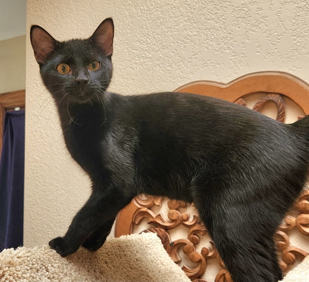 Silas, a Adoptable mixed breed in Oklahoma City, OK image 2/4